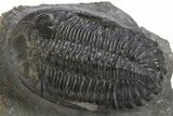 Hollardops Trilobite Fossil - Ofaten, Morocco #319939-1